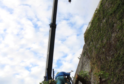 がじゅまる修復作業の様子(2018/12/01)